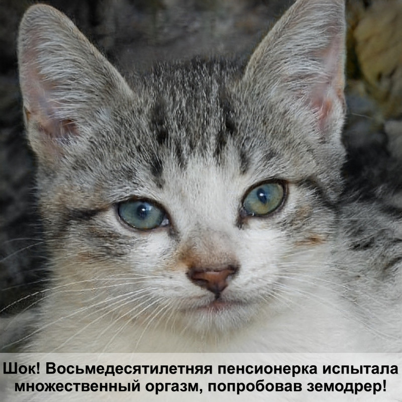 лапки кошки без шерсти