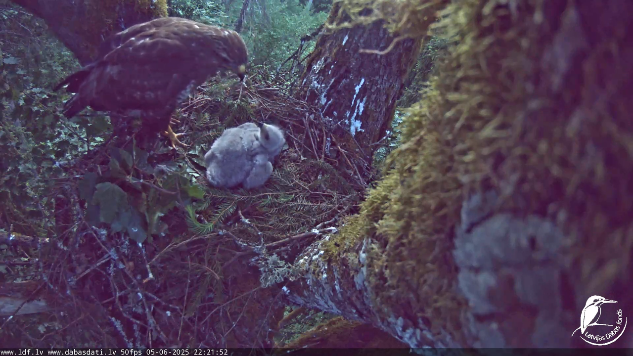 Melnās klijas (Milvus migrans) Kurzemē_ peļu klijāni (Buteo buteo) 13-56-52 screenshot