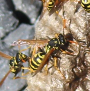 European Paper Wasp