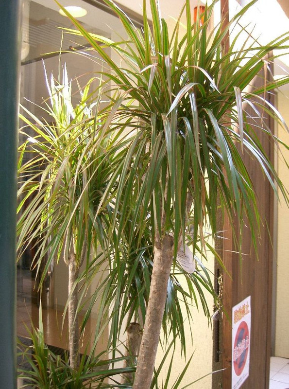 Dracaena_concinna1