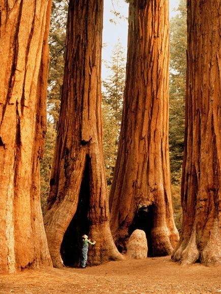 Brown-sequoianationalparkcalifornia-new.jpg