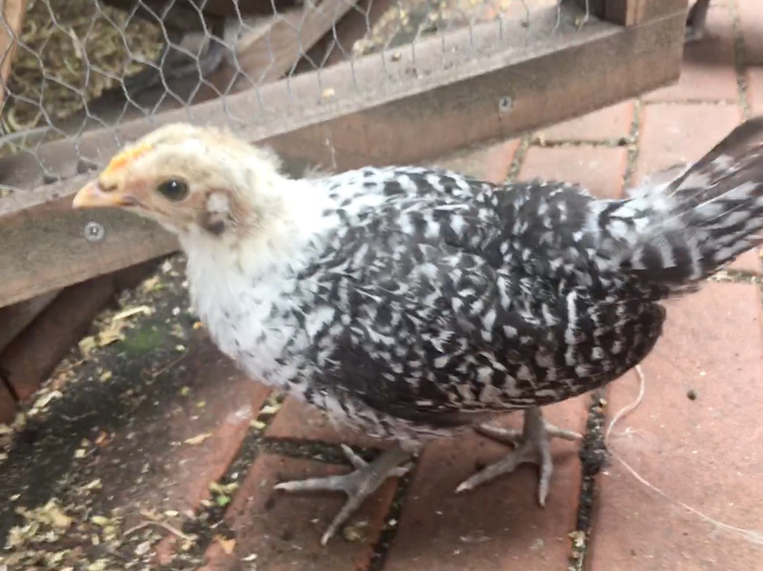 F9403F89-B9BA-4588-9954-7B9C954DA916