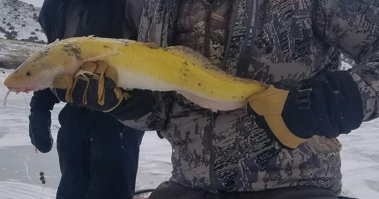 5361-E692-CDD9-49-BA-ACCB-4-C9-AB9986-B60