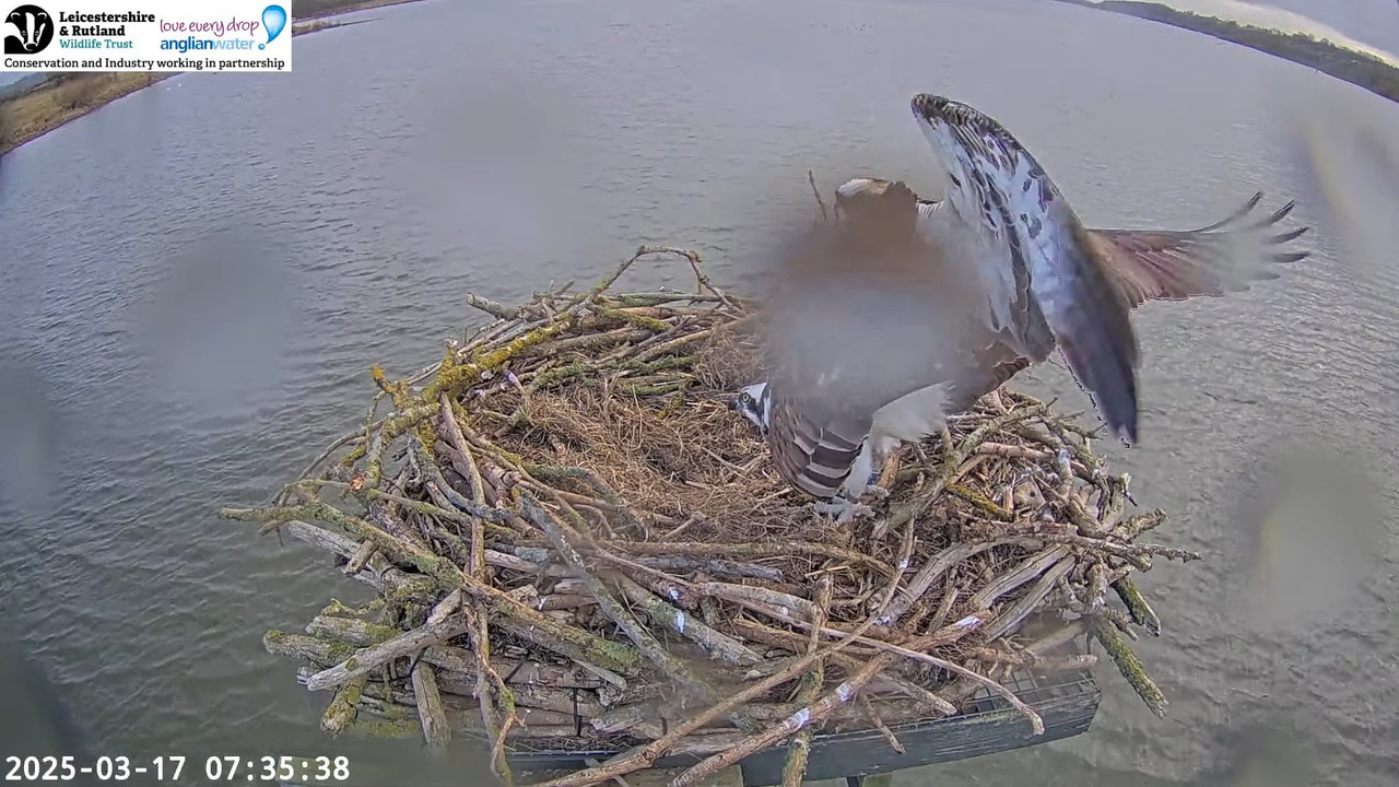LRWT - Manton Bay Ospreys Live Webcam (Wide Angle) 12-2-24 screenshot