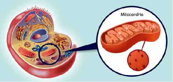 resized-mitoc-cellula