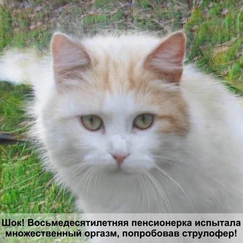 как сделать воротник для кошки