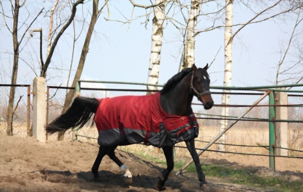 Horse rugs