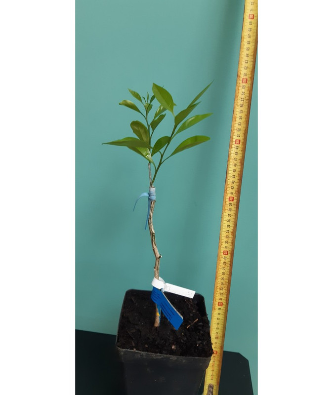 oranger-tarocco-rosso (1)