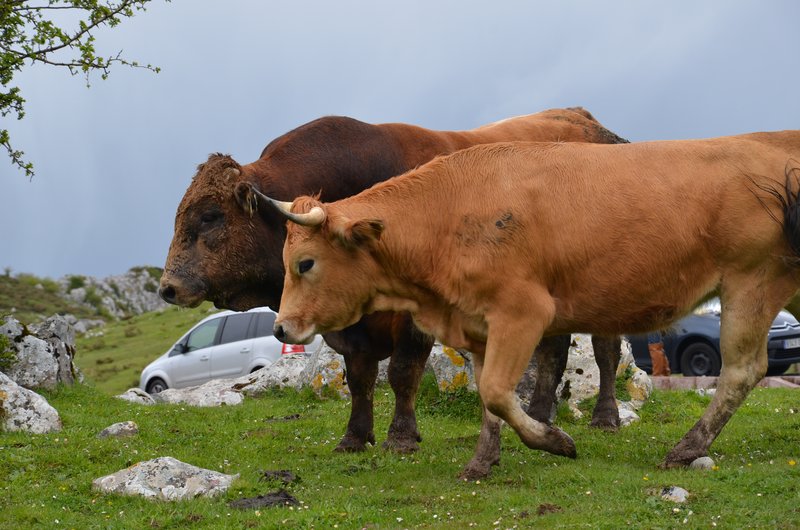 PICOS DE EUROPA-16-5-2013-LEON/ASTURIAS/CANTABRIA - Paseando por España-1991/2016 (19)
