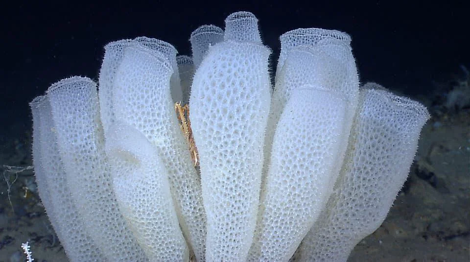 glass-sponges