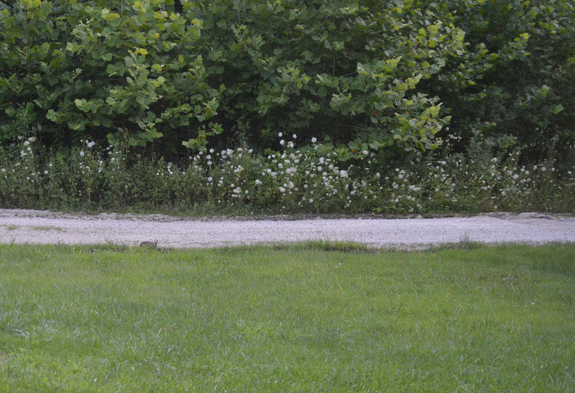 2021-7-14 Rabbit (1)