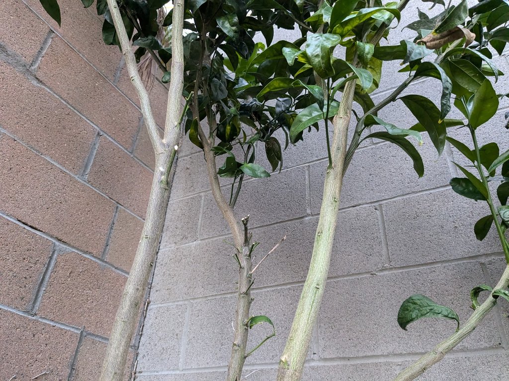 tree4