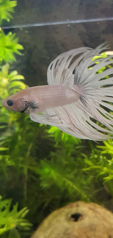 Screenshot_20250611-082424_Gallery