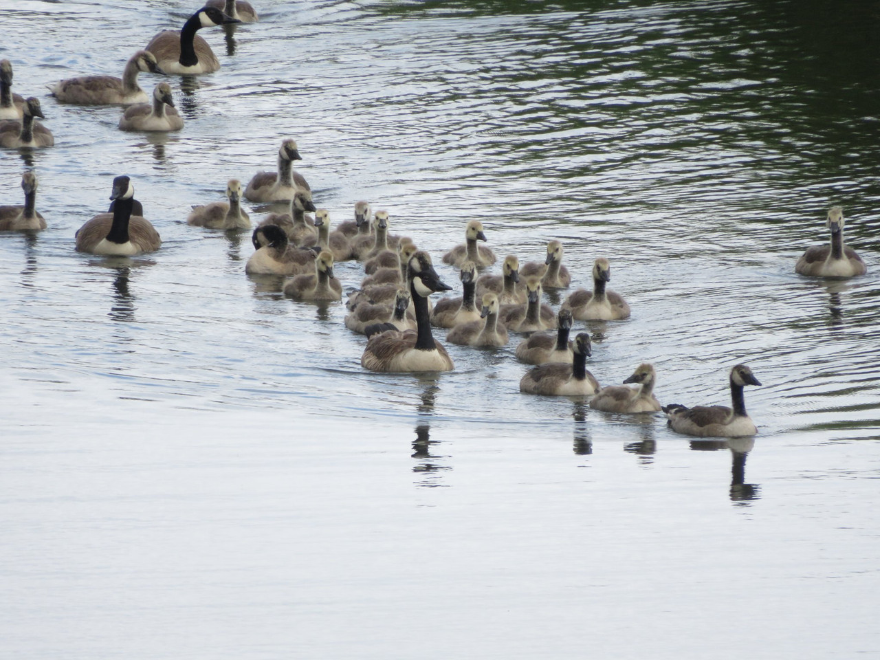 A creche of Canada geese