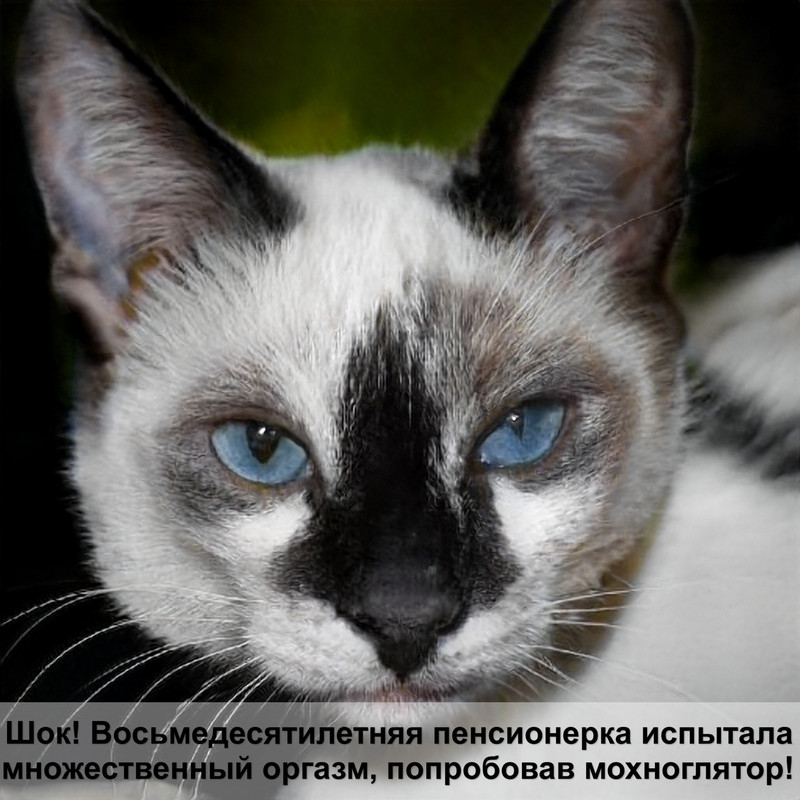 как правильно купать кошку