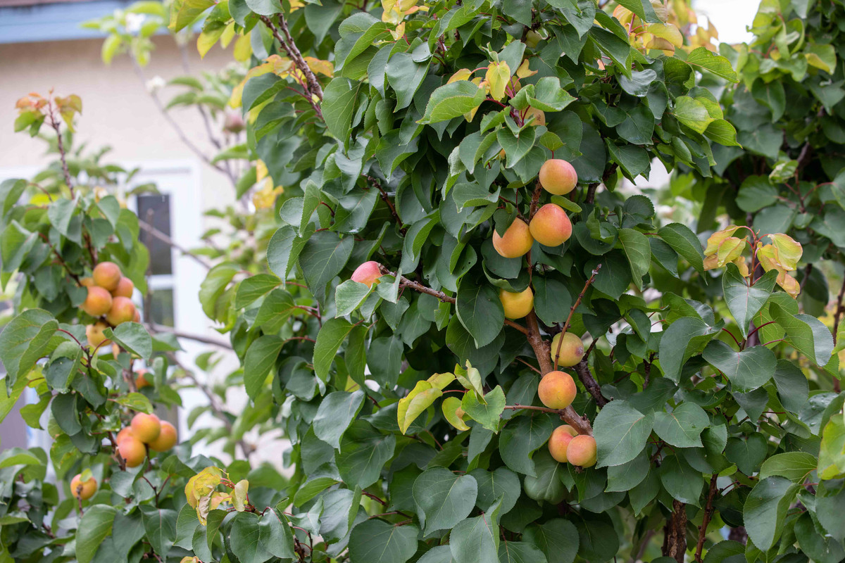 932  Cot-N-Candy Aprium Fruit on Tree (6-21-2019)