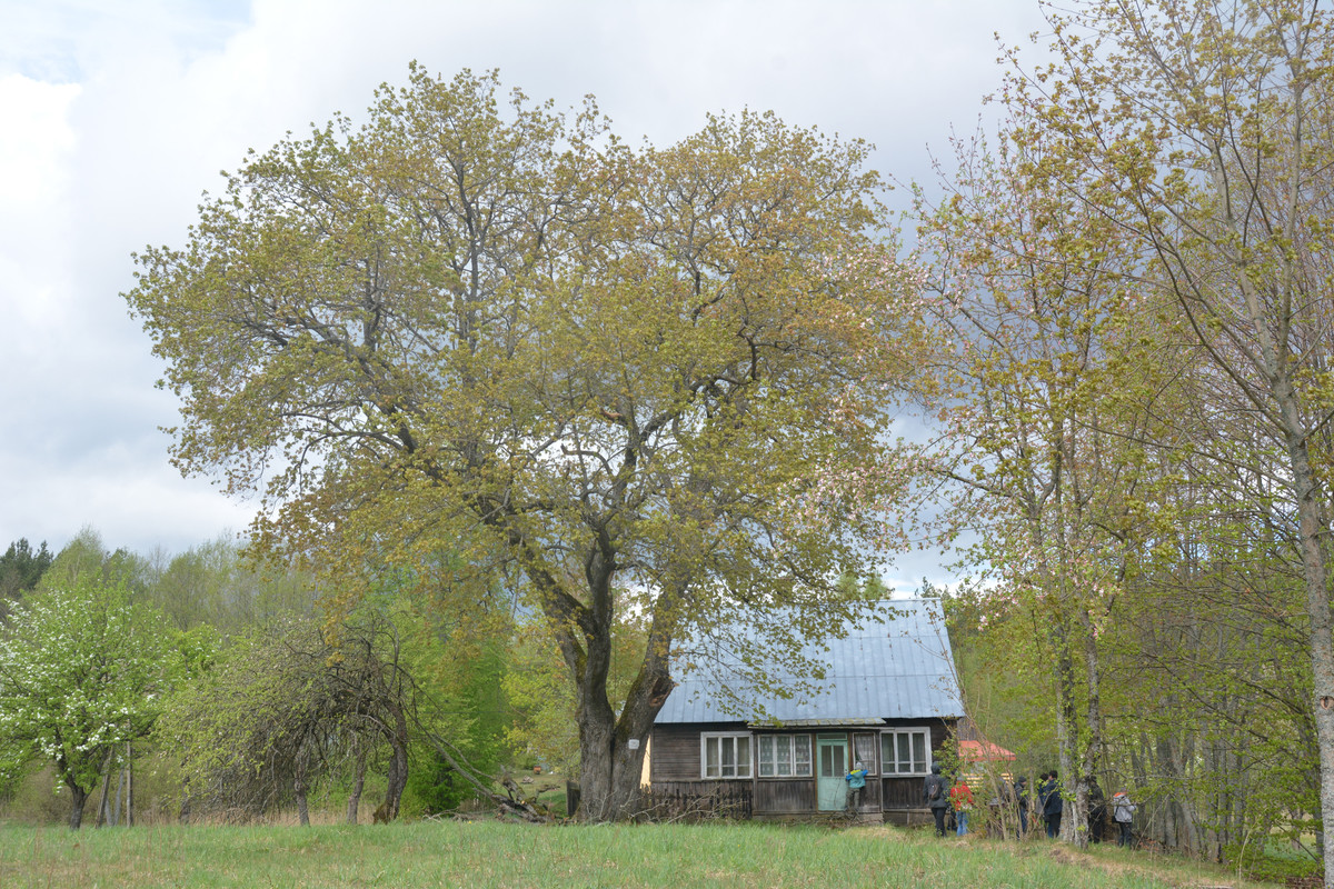 06.11 - DSC_5931 (Ater)