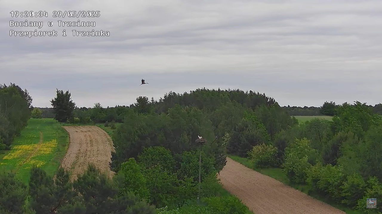 29052025bociany29