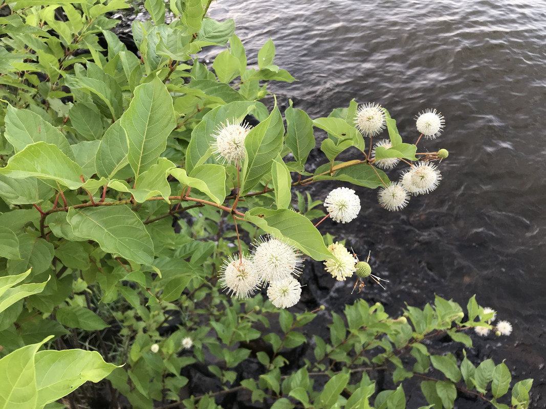 [Image: 3-BBE1-A5-A-AA54-4357-8-AC6-1-C2-A7771-B927.jpg]