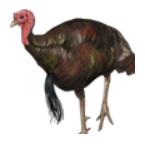 Donation-Turkey2.png