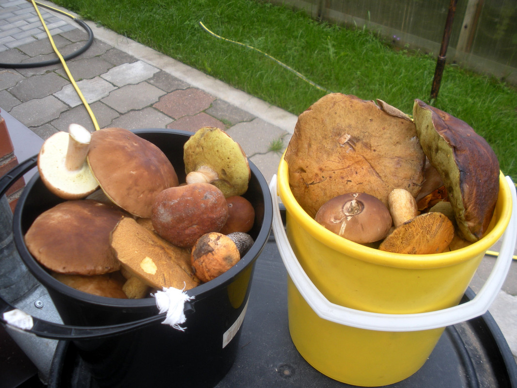 Повторная вылазка на тихую охоту-1