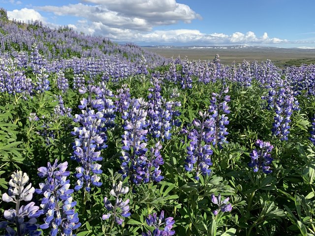 29 JUNIO/22 ACLIMATANDONOS Y TOMA DE CONTACTO. THINGVELLIR - Islandia, 17 días..."sin sus noches" Julio 2022 (15)