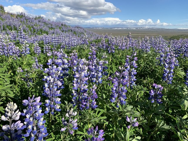 Islandia, 17 días..."sin sus noches" Julio 2022 - Blogs de Islandia - 29 JUNIO/22 ACLIMATANDONOS Y TOMA DE CONTACTO. THINGVELLIR (15)