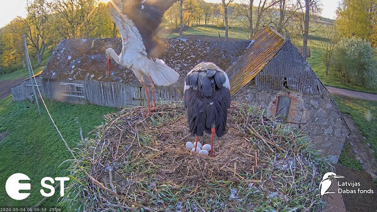 Baltie stārķi (Ciconia ciconia) Tukuma novadā - LDF tiešraide __ White storks in Tukums, Latvia 9-36