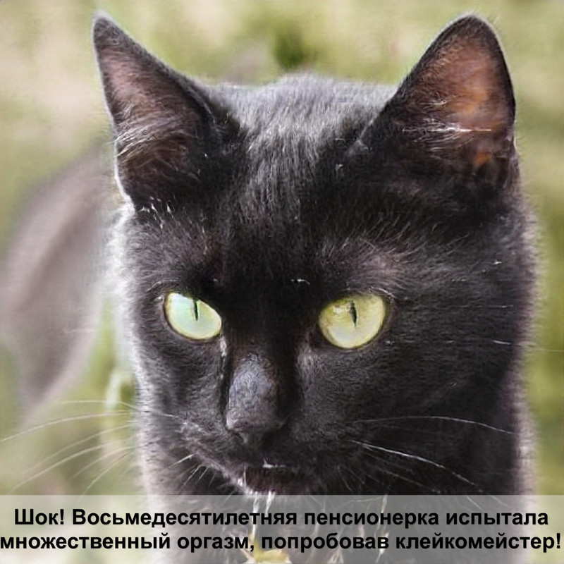 самая крупная дикая кошка