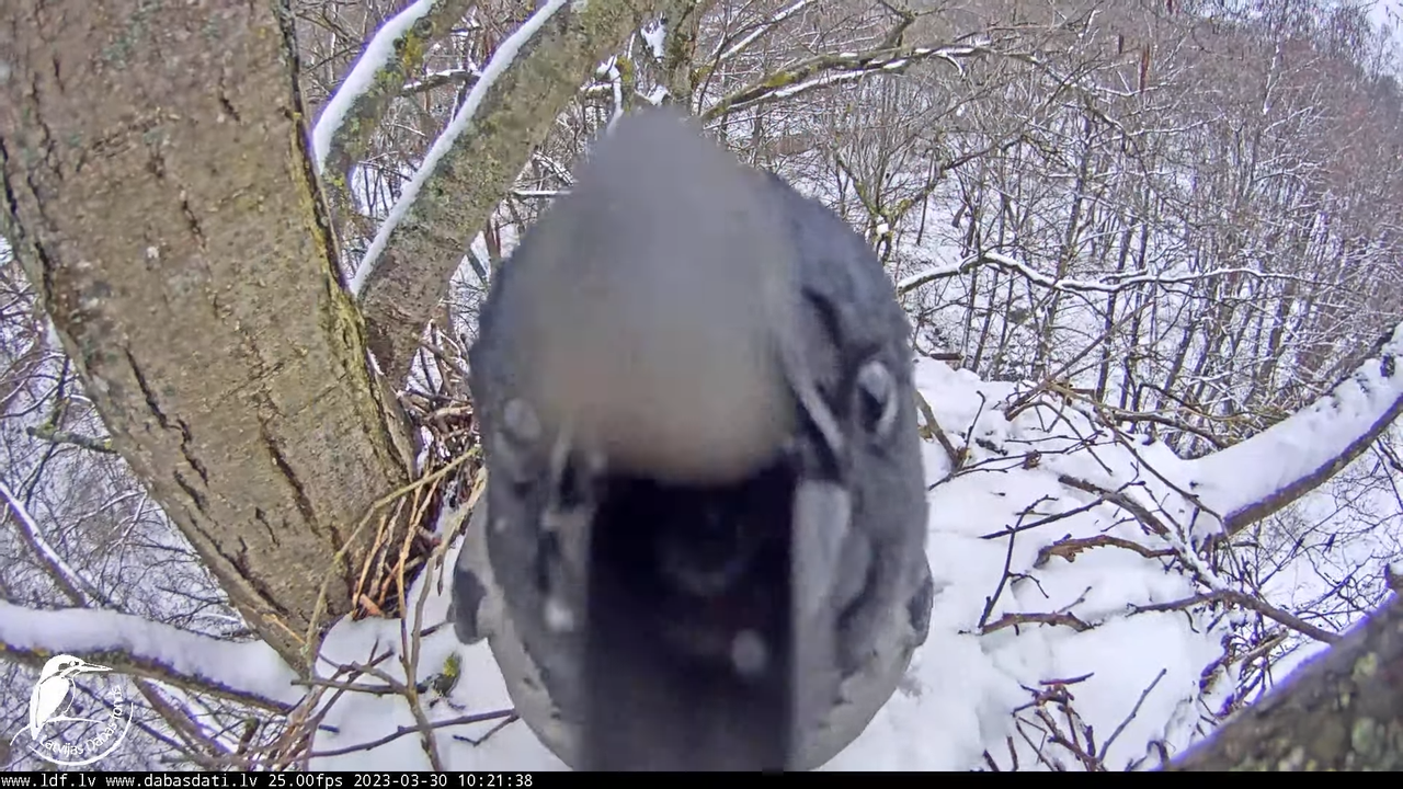 Vistu vanags (Accipiter gentilis) Rīgā - LDF tiešraide __ Goshawks, Riga, Latvia 11-55-53 screenshot