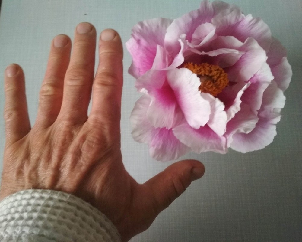 190429_Päonie angeblich HEI FENG DIE