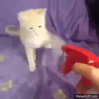0buz2l.gif
