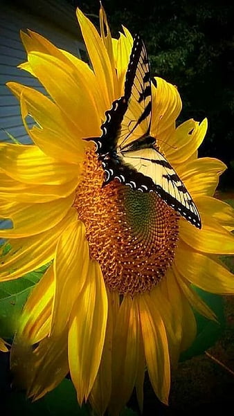 An den Beitrag angehängtes Bild: https://i.postimg.cc/W1pC8CwM/HD-wallpaper-sunflower-butterfly-thumbnail.jpg