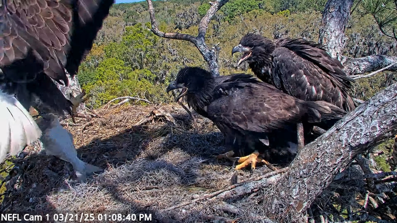 NEFL Cam 1 — tiešraidē Bald Eagle Cam 16-7-22 screenshot (3)
