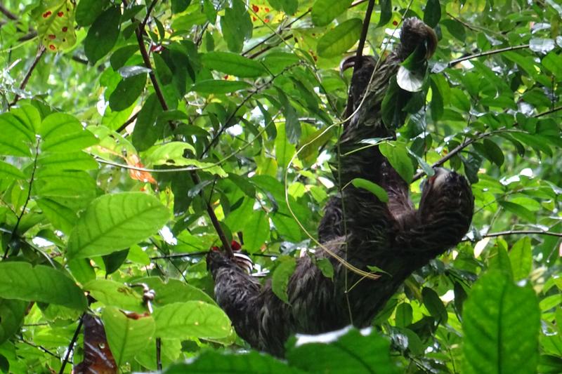 3 semanas Costa Rica en autobús 2018 Oct - Blogs de Costa Rica - Día 14. Parque nacional Manuel Antonio (1)