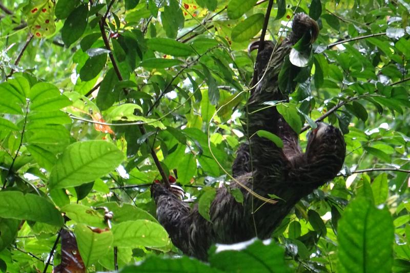 Día 14. Parque nacional Manuel Antonio - 3 semanas Costa Rica en autobús 2018 Oct (1)