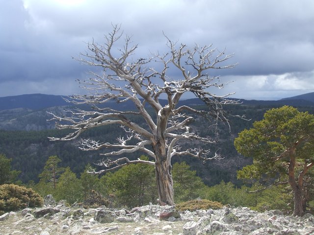 DIA 2. RUTA A SIERRA ALTA. CHECA. CHEQUILLA. ORIHUELA DEL TREMEDAL. BRONCHALES. - Rincones perdidos: Sierra de Albarracín y Montes Universales. (2)