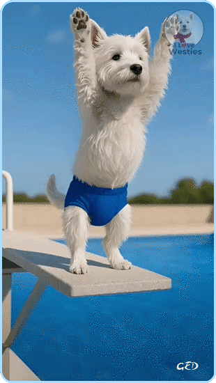 180626-chien-piscine