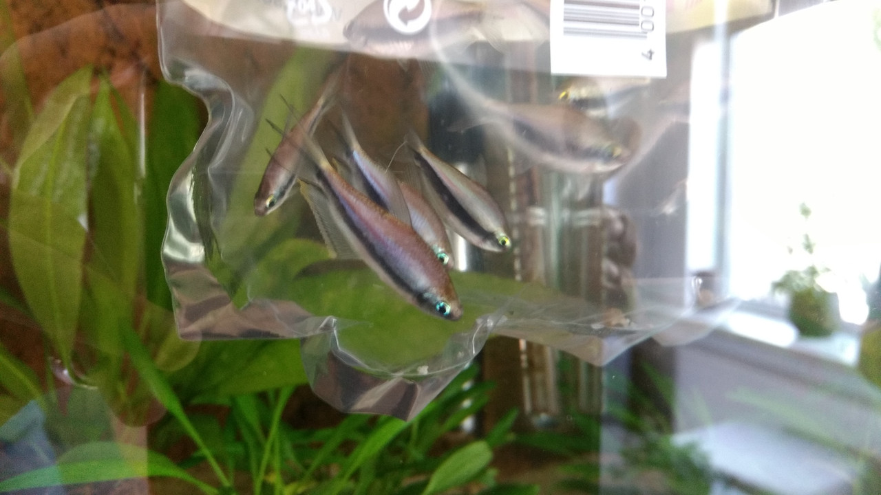 IMG_20180811_125015577