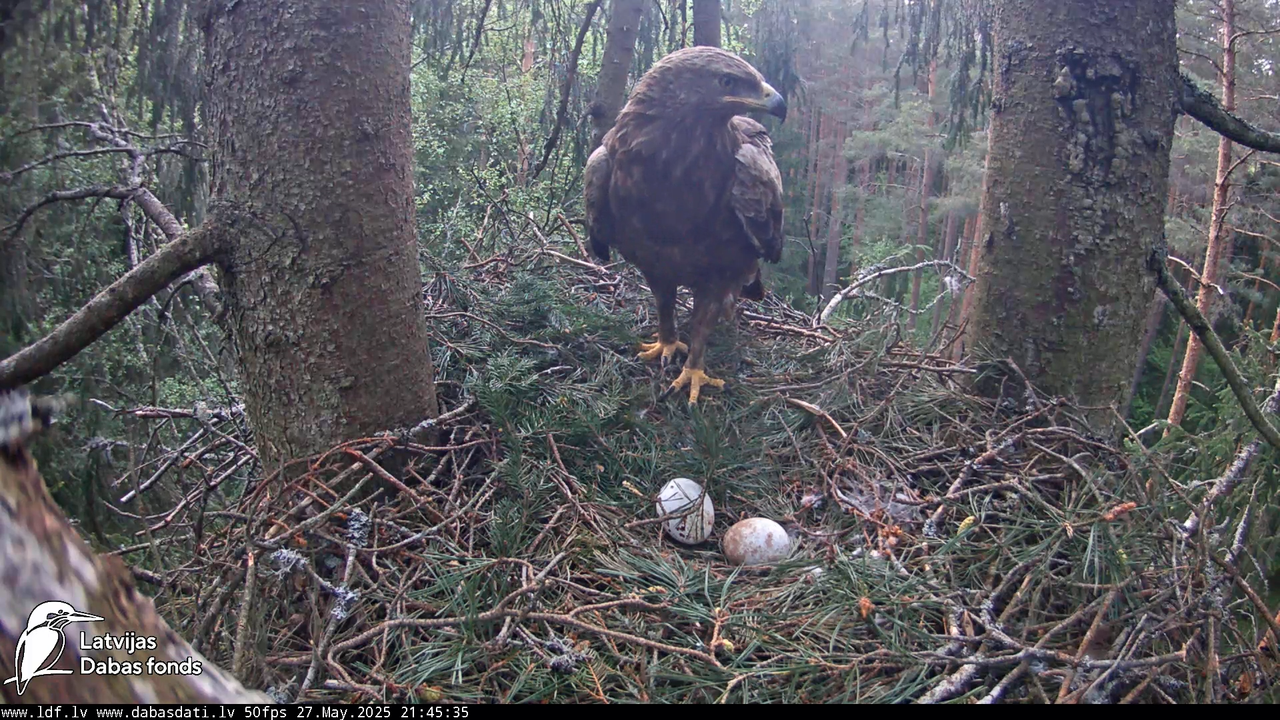 Mazais ērglis (Clanga pomarina), ligzda eglē __ Lesser spotted eagle in spruce, Zemgale, Latvia 17-1
