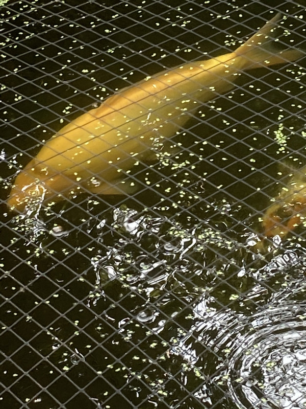 A84DE749-E4B4-4BFD-AA8E-F208D811F888