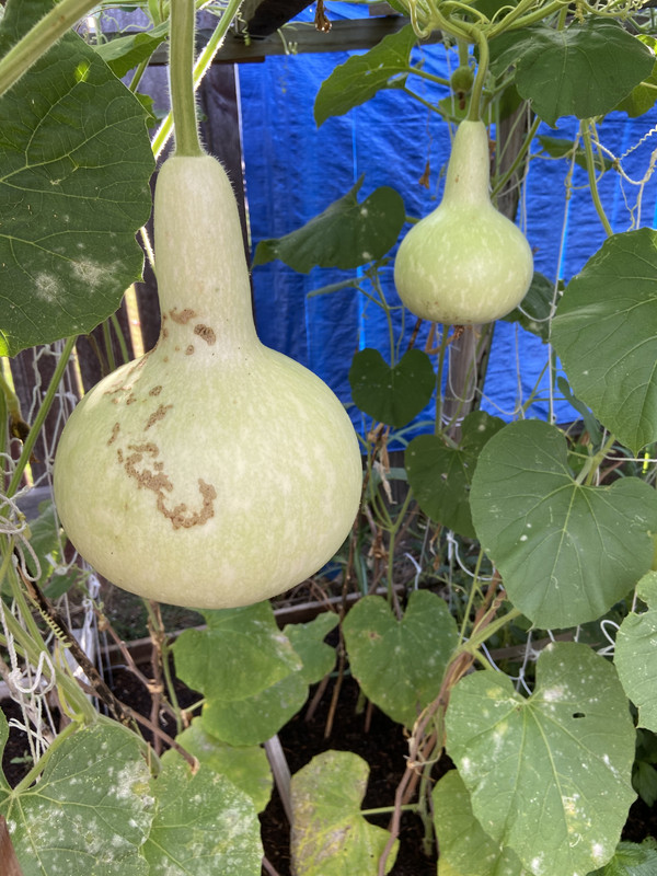 [Image: 573-BFF4-C-3326-4-C4-F-B73-C-1-C02-B07-B07-AA.jpg]