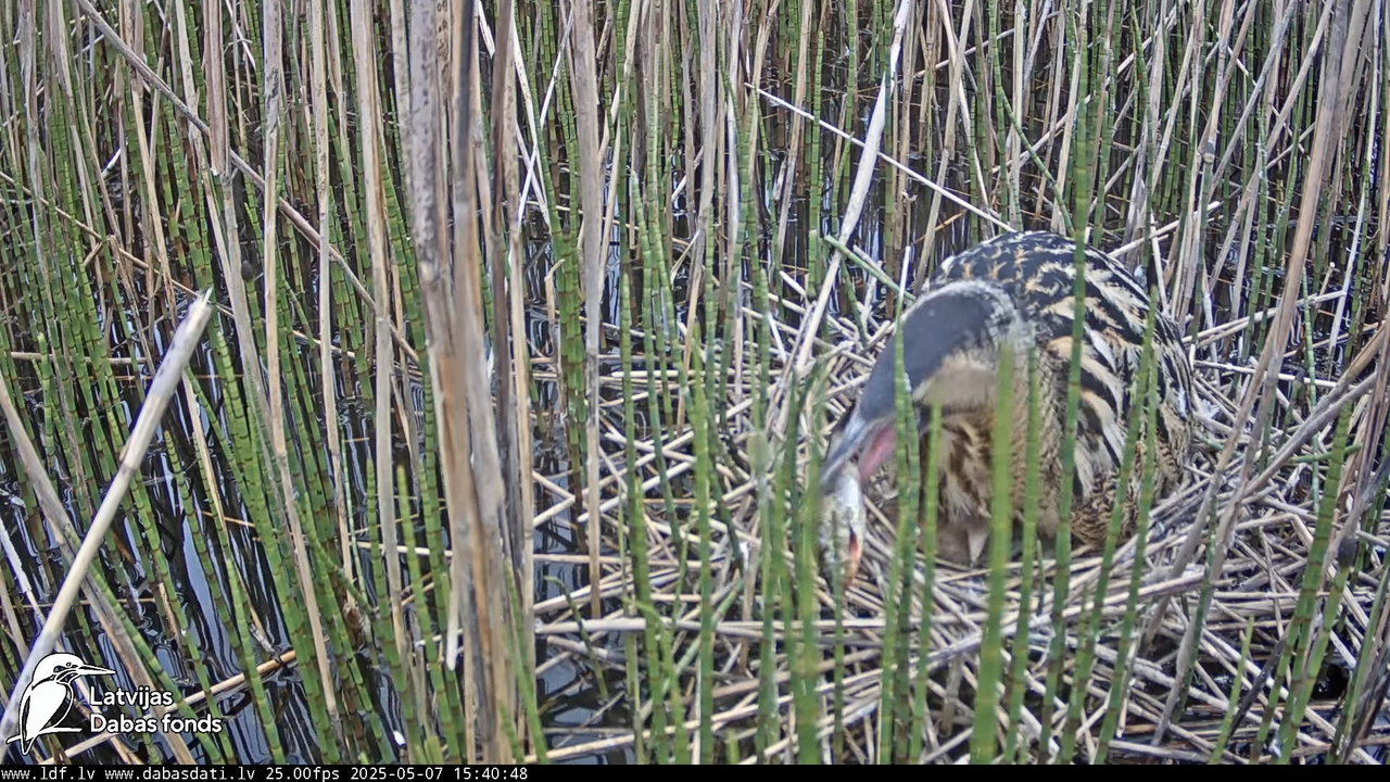 LDF Lielais dumpis (Botaurus stellaris) Zemītes pagastā 13-12-24 screenshot