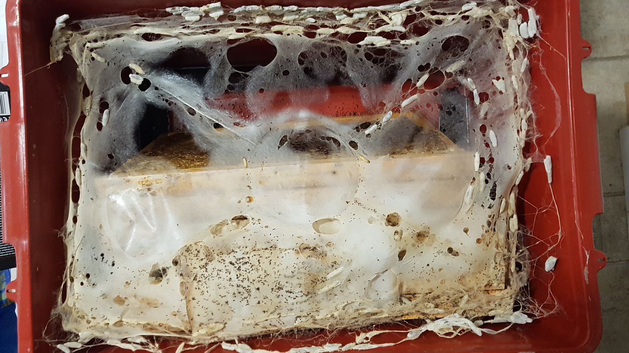 zavíječ v bedně na maso po pár měsících