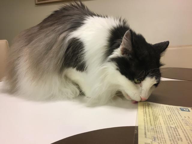 5100-DFCA-9-D95-459-F-AB3-B-A6-B19688660