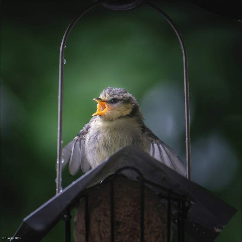 XT4H7066-Verbessert-RR 2024 Vögel am Balkon  ERWZ FB