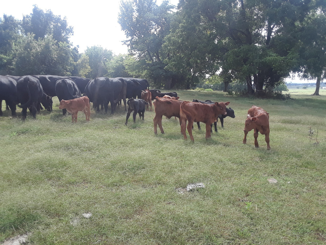 calf crop 3