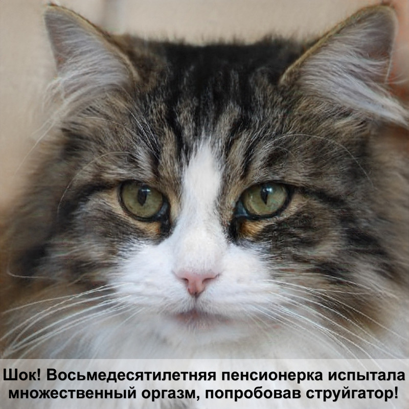 самые пушистые породы кошек