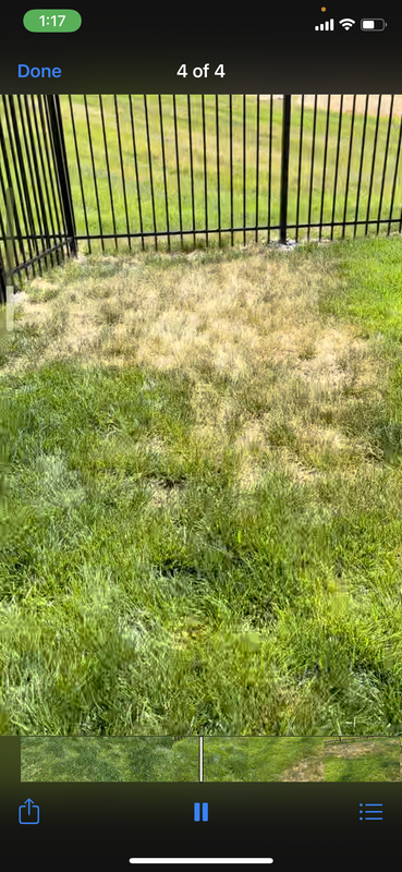 New TTTF Sod - The Lawn Forum