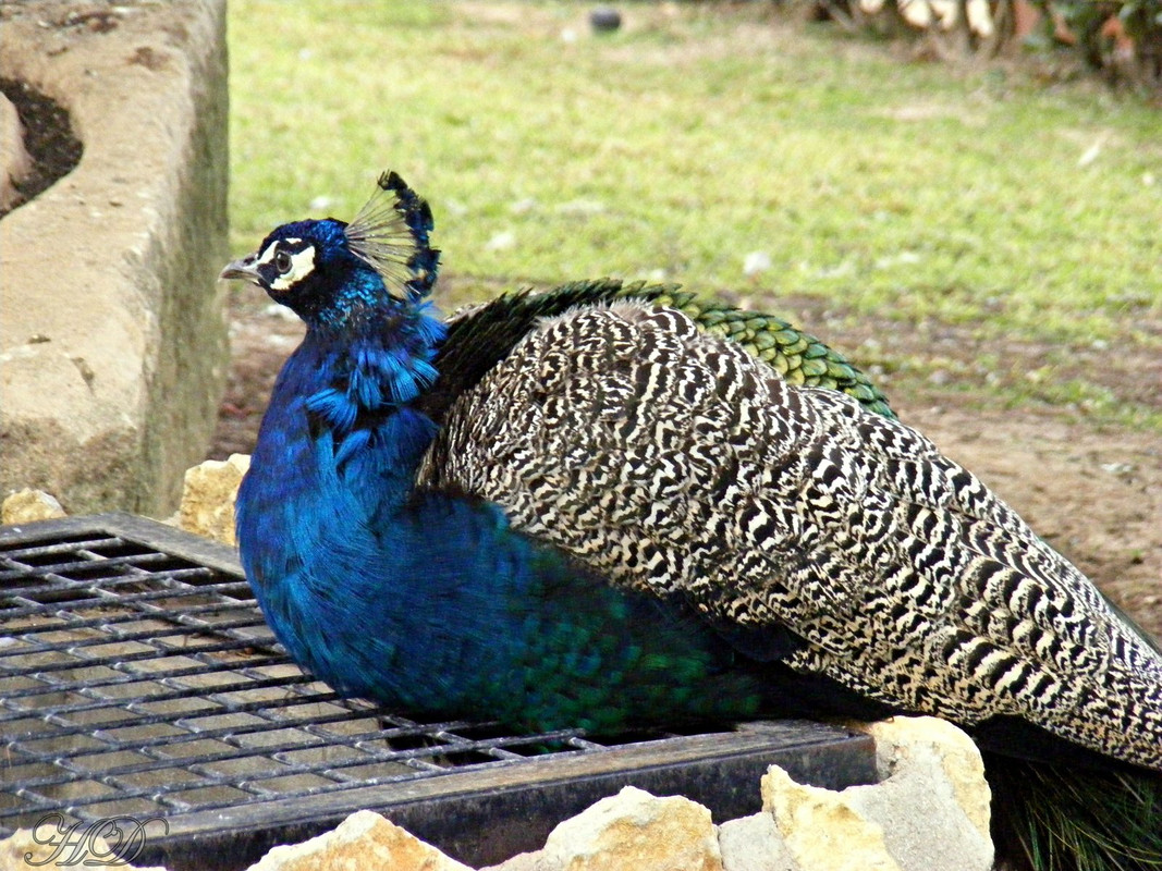 peacock-HD.jpg